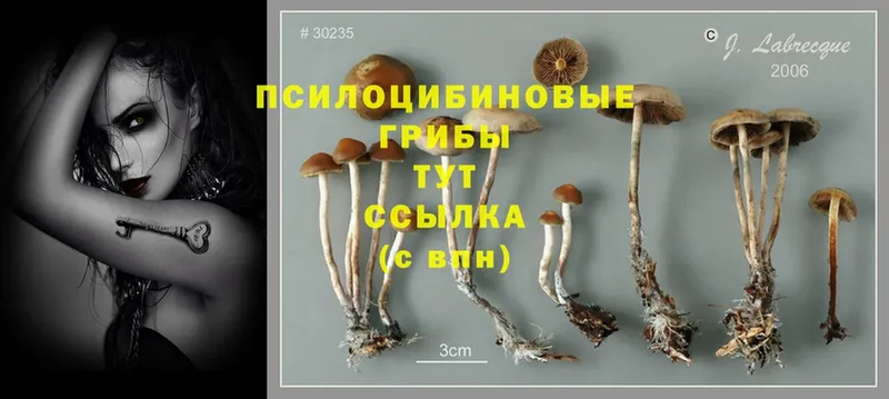 Псилоцибиновые грибы Cubensis  hydra рабочий сайт  Верхняя Пышма 